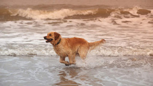 Hond-Strand-Brouwersdam