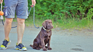 Hond Camping